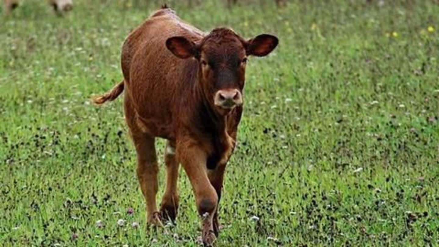 Hyderabad HC judge calls cows 'substitute to Mother and God'