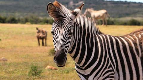 International Zebra Day: 5 fascinating facts about the animal