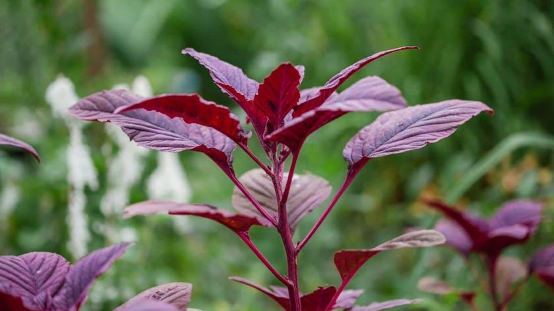 Exploring vital amaranth varieties in African vegan salads