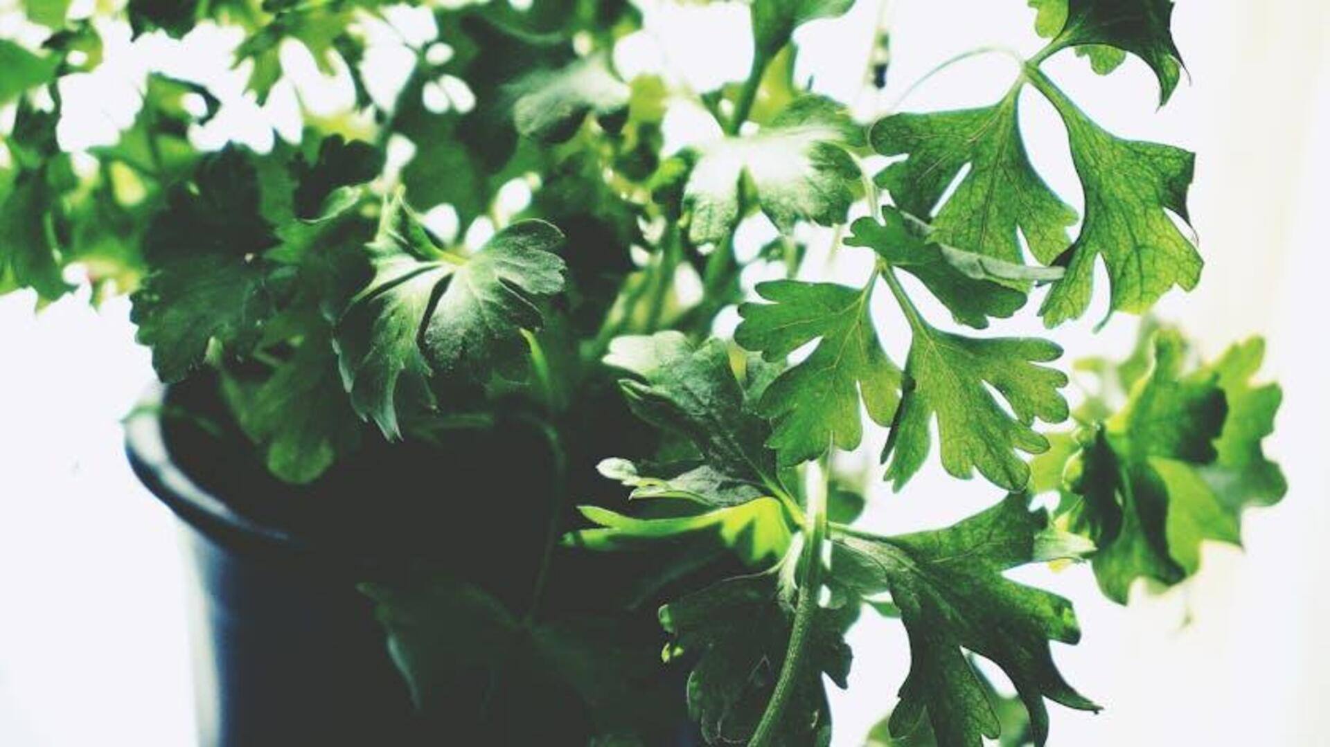 How to make parsley the star of your next meal How to make parsley the star of your next meal