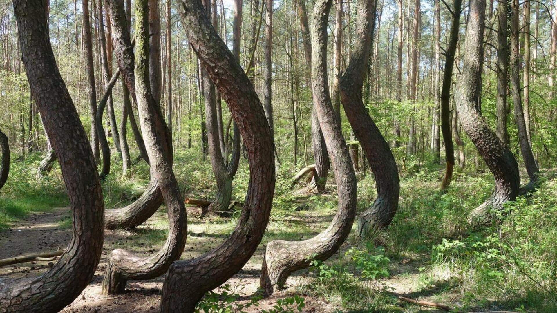 Wildlife enthusiast? Do visit these Polish forests  