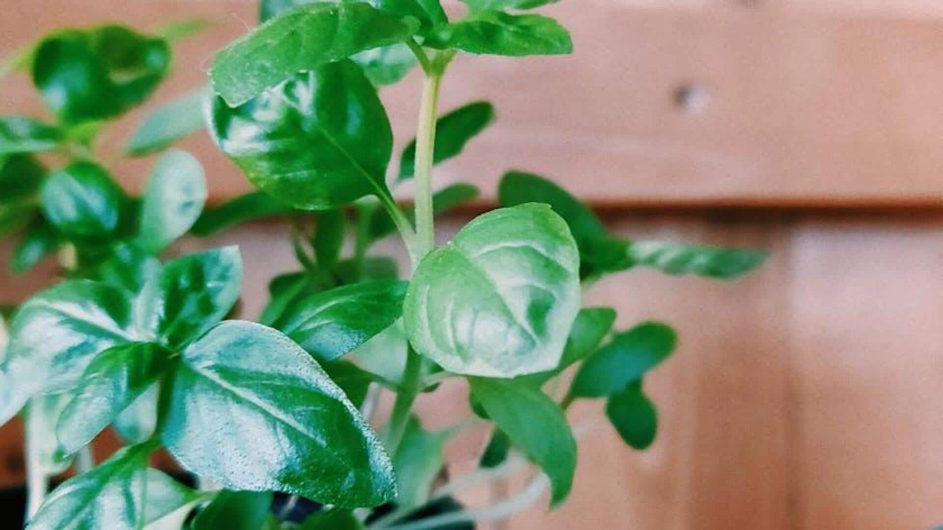 How to grow basil at home How to grow basil at home