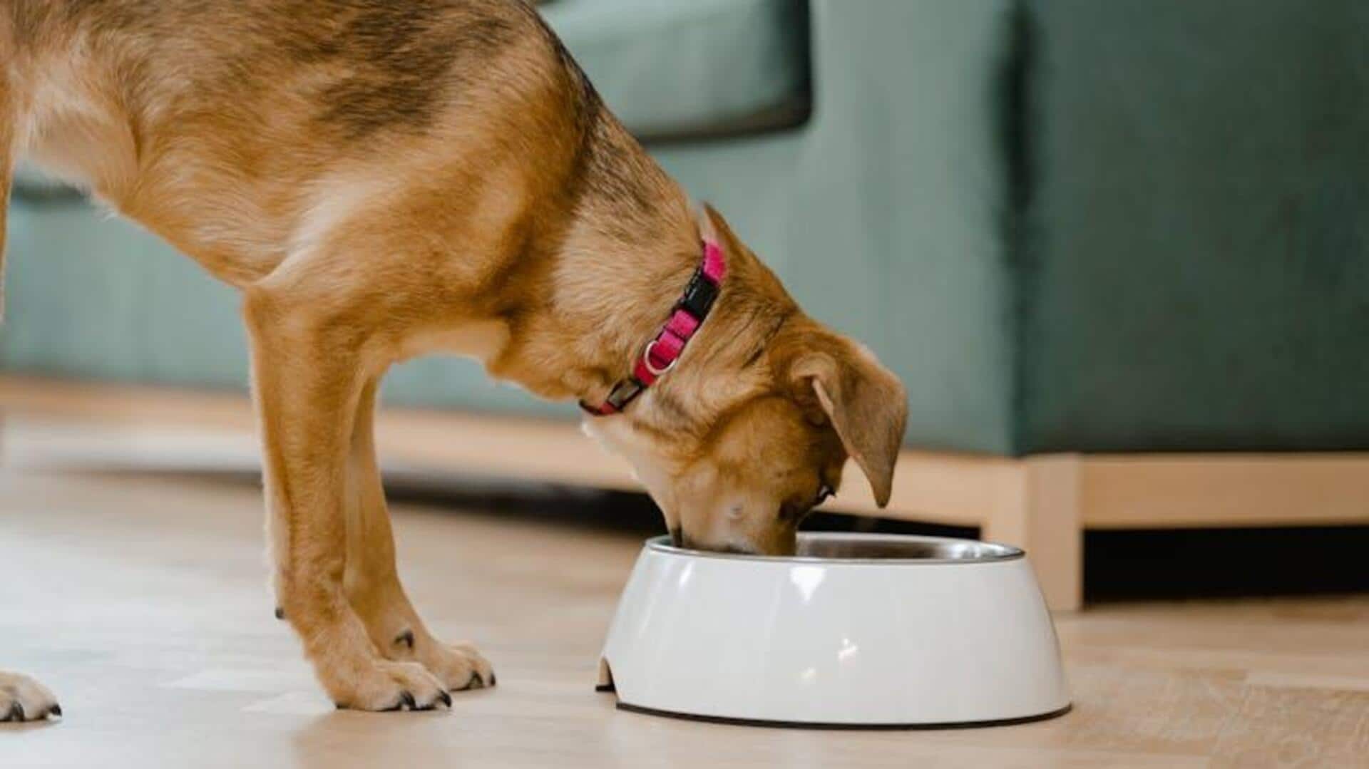 How to clean dog bowls with baking soda