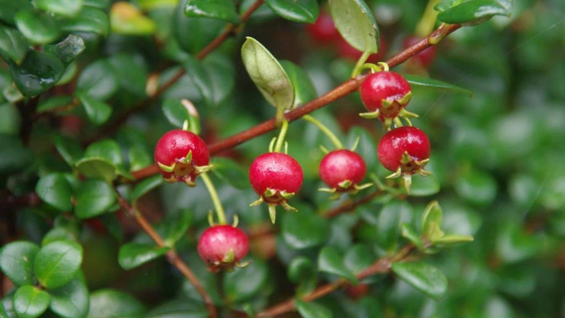 Why you must add ugni berries to your diet