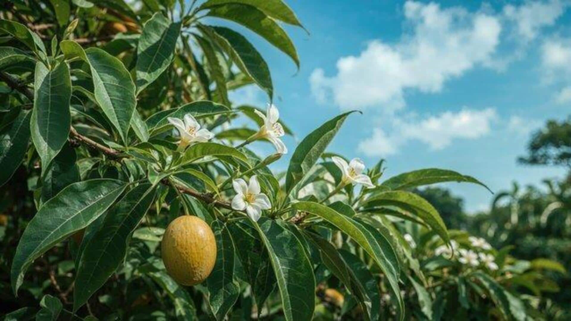 5 health benefits of bush mango leaves