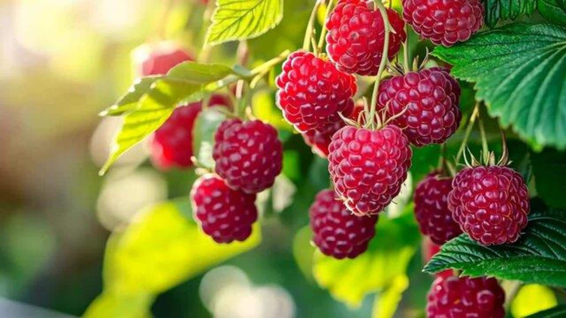 How to grow raspberries indoors