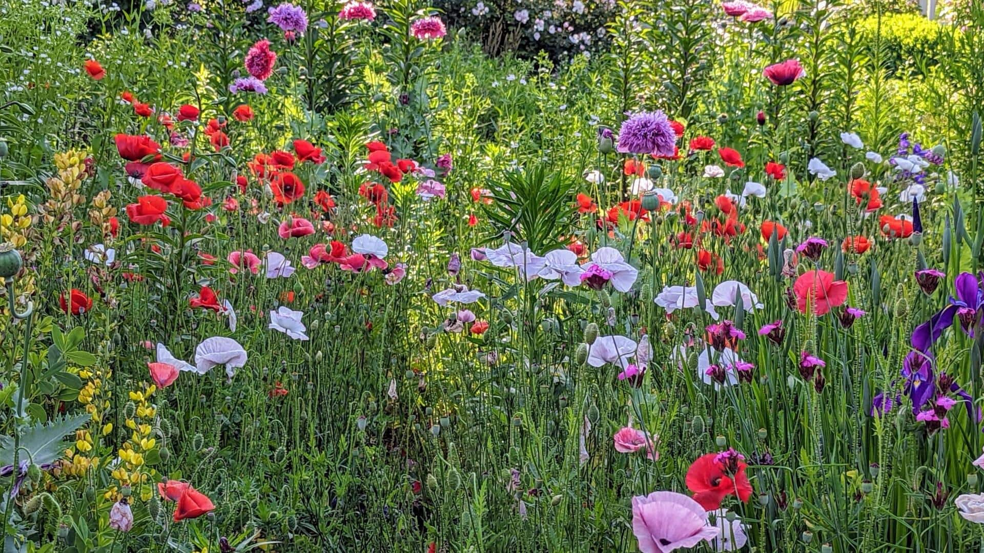 Growing vibrant poppies in small patio gardens