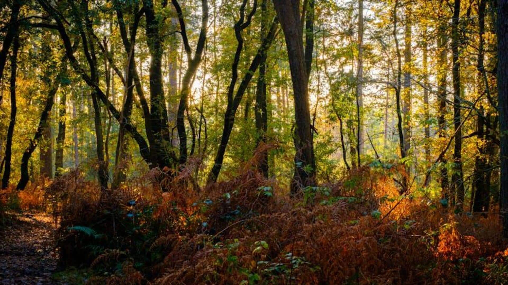 Reset your mind with a forest walk: Here's how