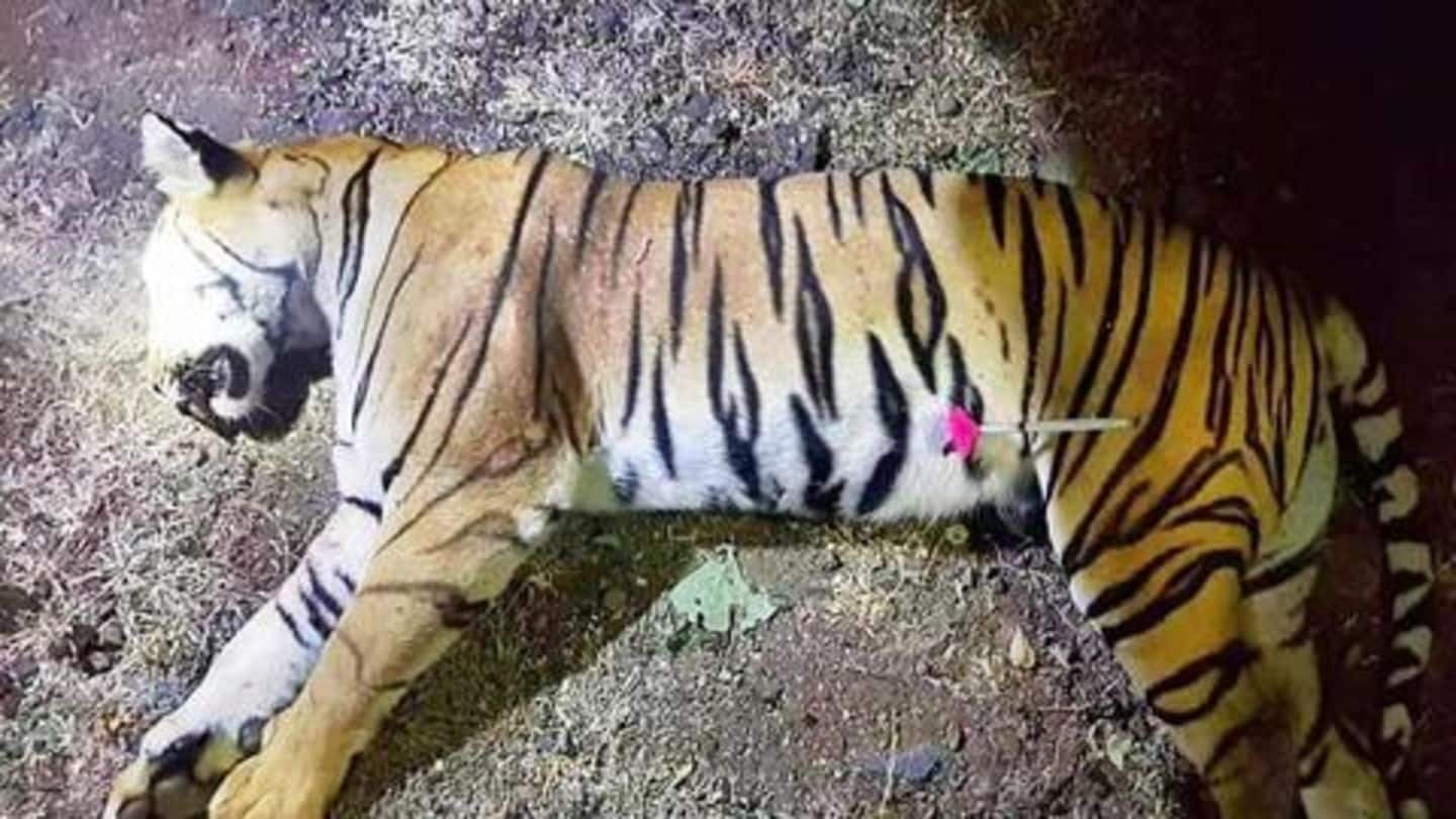 Angry UP villagers kill tigress by running tractor over it