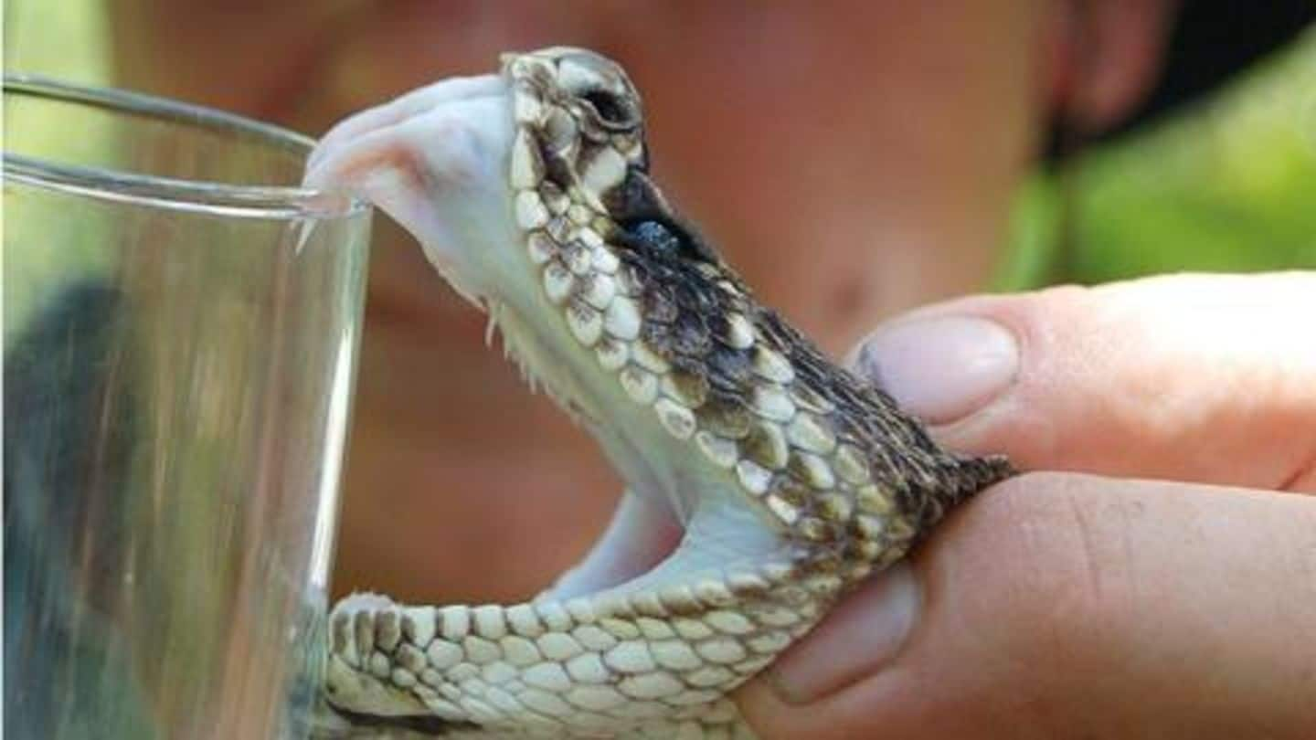 Maharashtra: Snake venom worth Rs. 1.7 crore seized, four arrested