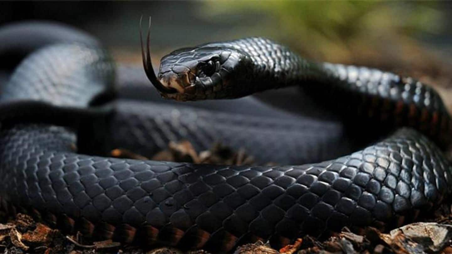 60 highly poisonous snakes found in school kitchen in Maharashtra