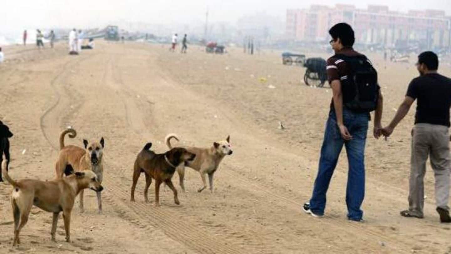 UP: Two more children mauled to death by stray dogs