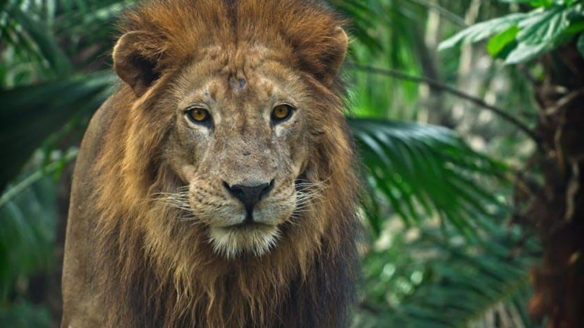 Walk among giants: Lion encounter in Casela, Mauritius