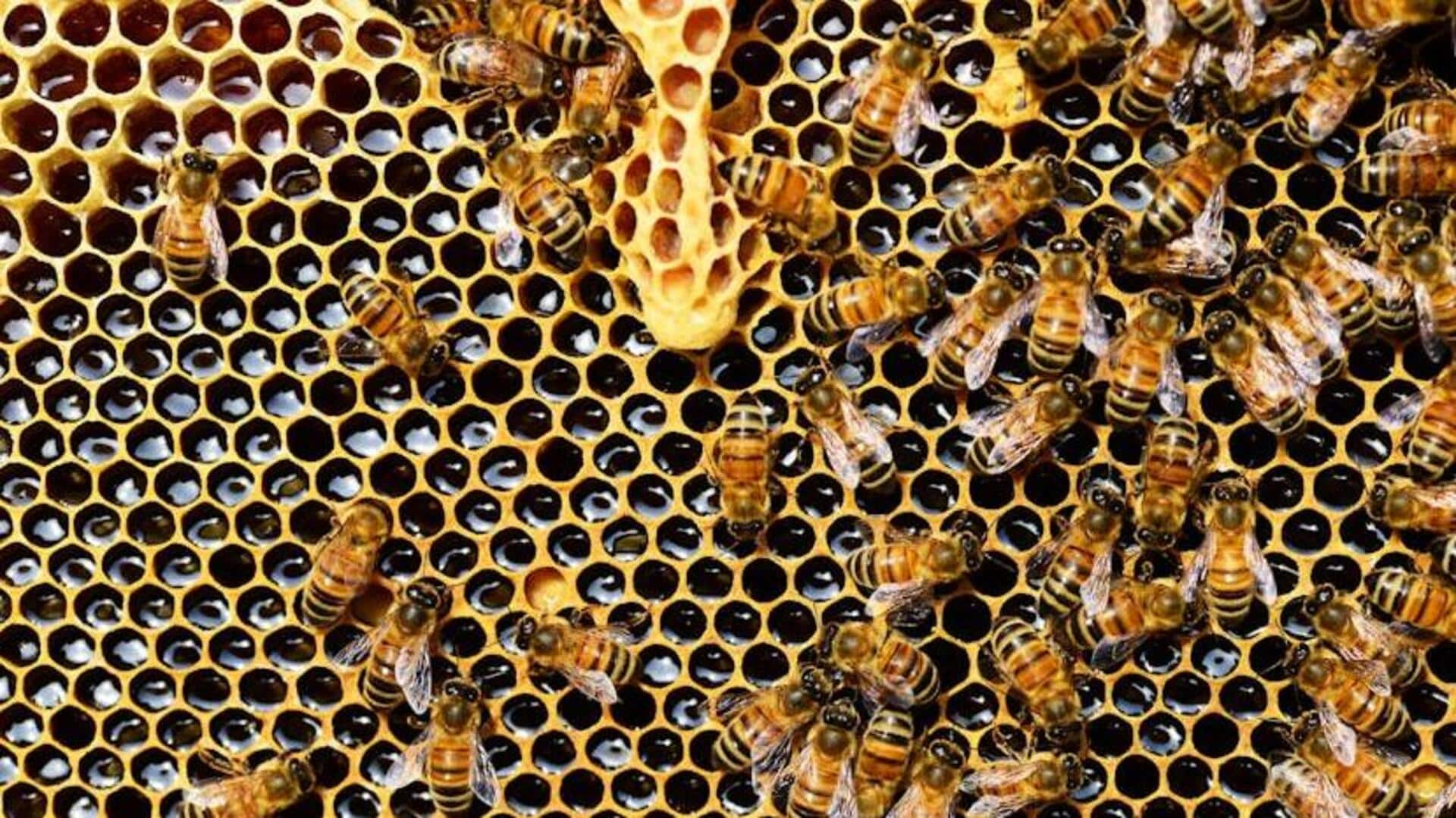 Can beekeeping boost your immunity? Long story short, yes!