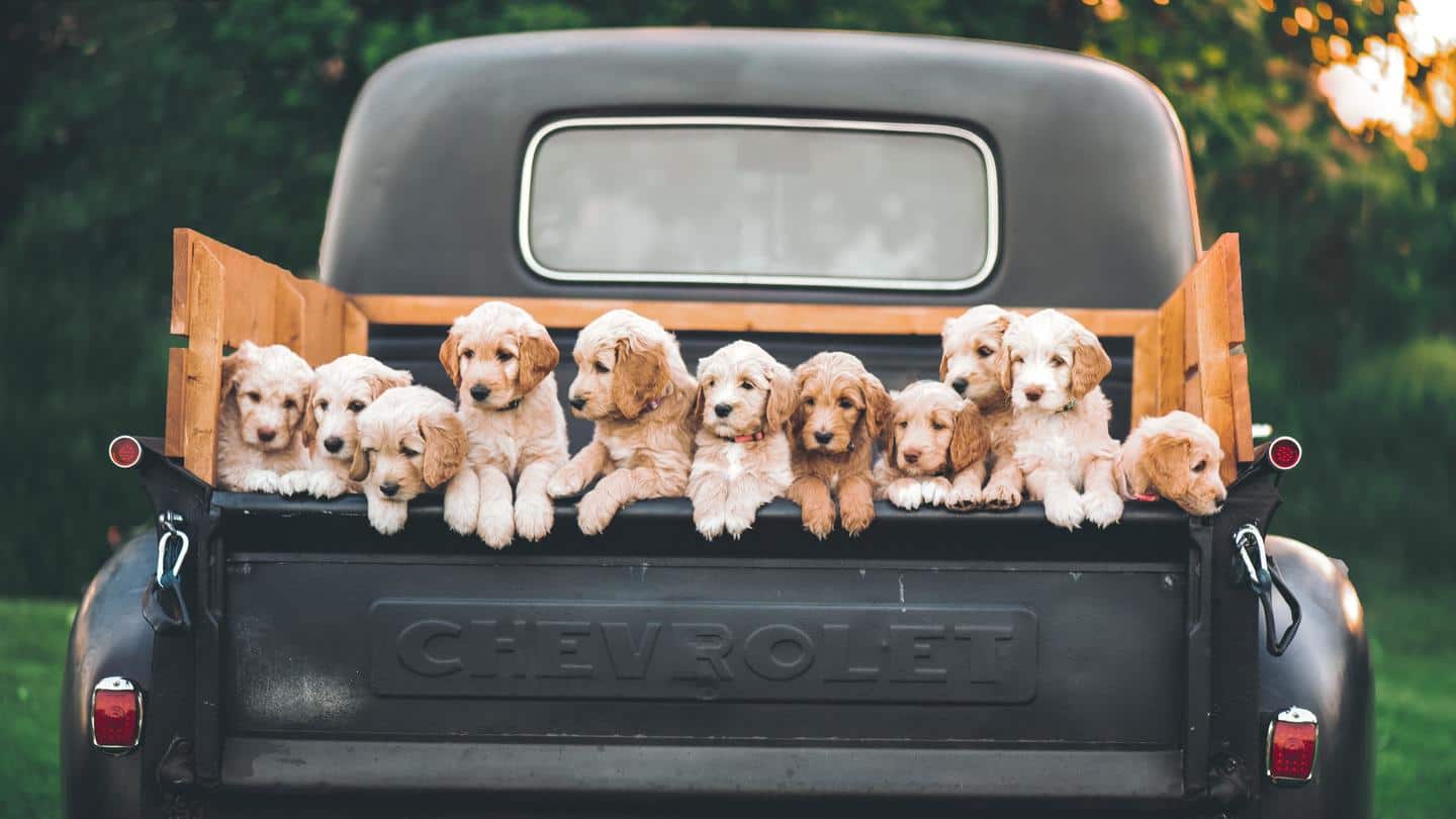 Cuteness overload! It's National Puppy Day