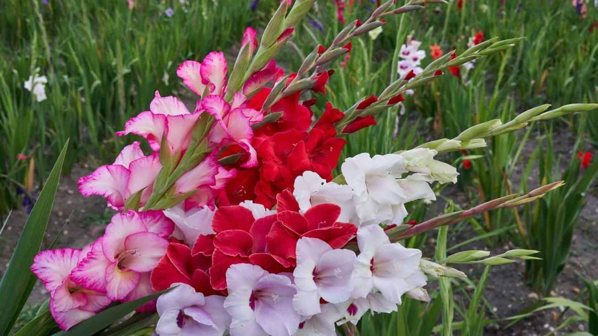 How gladiolus oil can transform your skin