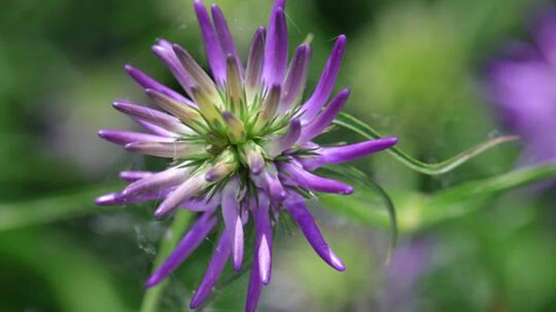 Devil's claw plant: 5 must-try dishes Devil's claw plant: 5 must-try dishes