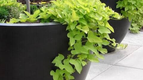 How to grow sweet potatoes in containers