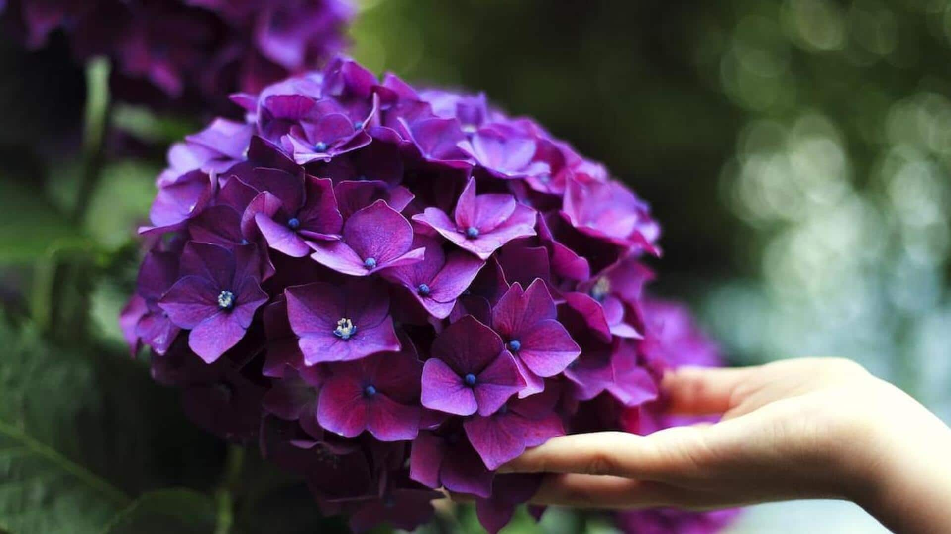 Healthy hydrangeas: 5 effective hydration techniques