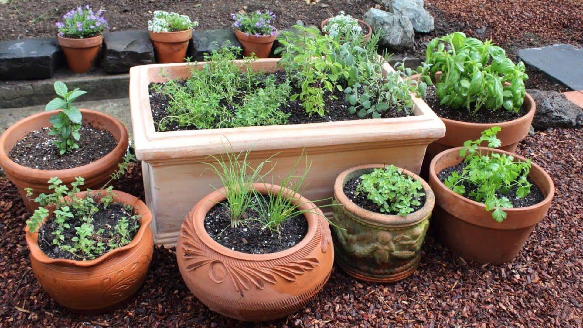 Start your herb garden (without spending much): Here's how