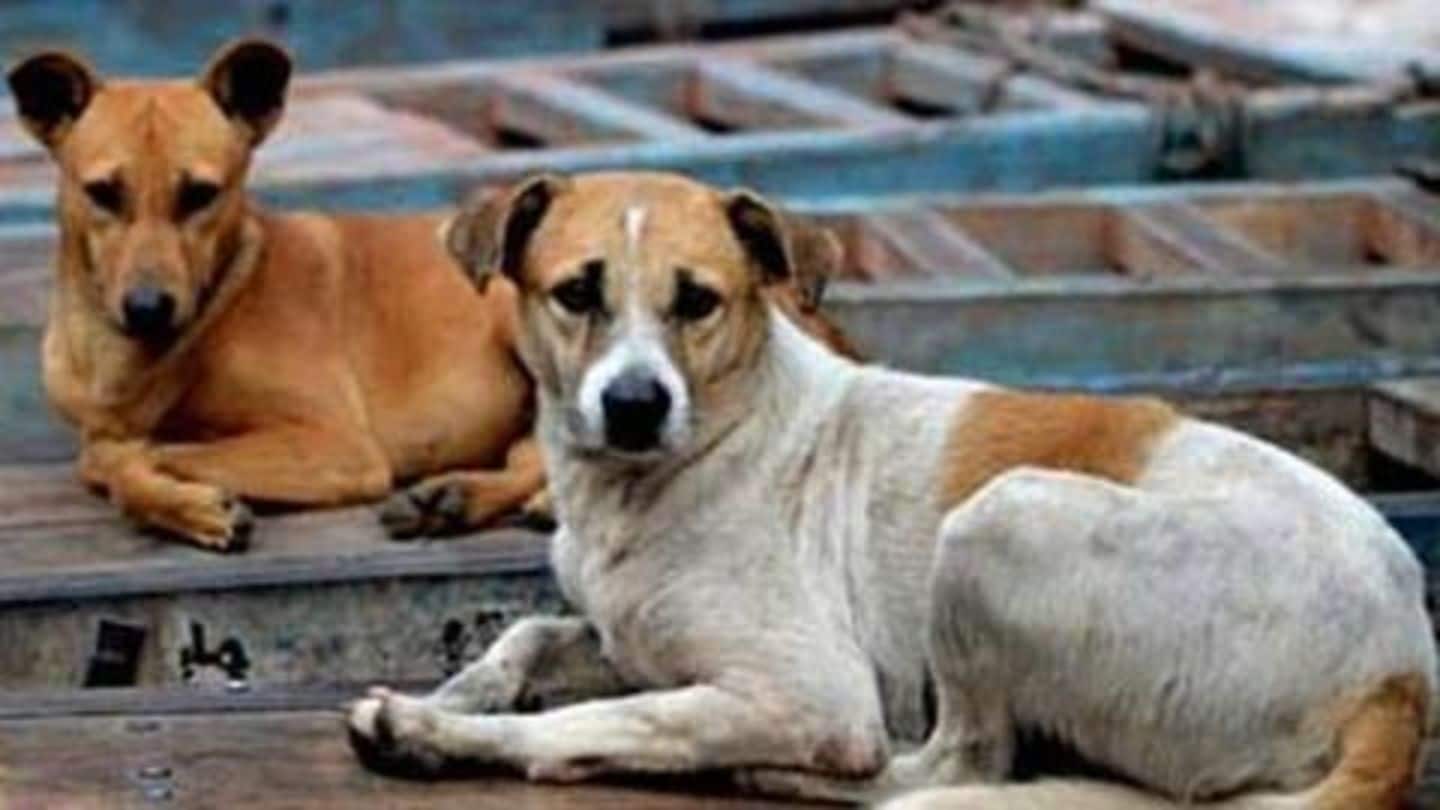 More than 100 dogs were found, most of them died More than 100 dogs were found, most of them died