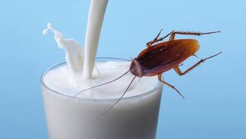Cockroach milk to be a super health food?