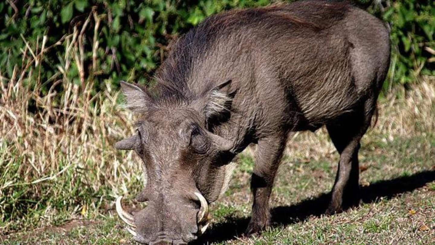 Odisha: Carcasses of three wild boars found