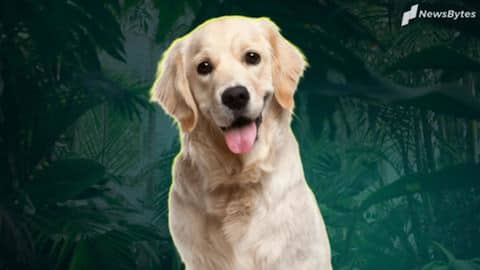 Five interesting facts about Golden Retrievers you should know