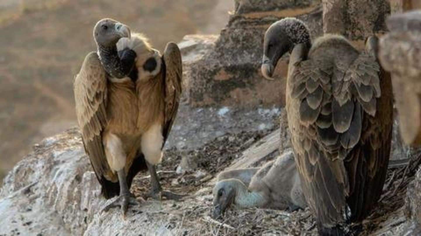 India may soon get a breeding center for vultures
