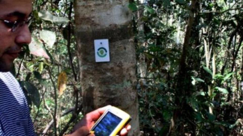 Illegal felling: First time ever, Shimla trees to get RFID-tags