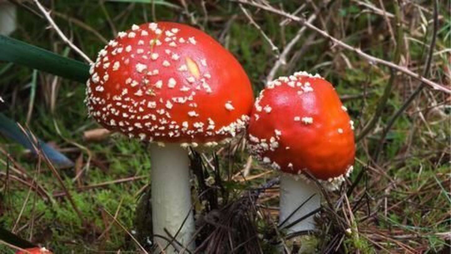 Study- Magic mushrooms are the safest recreational drug