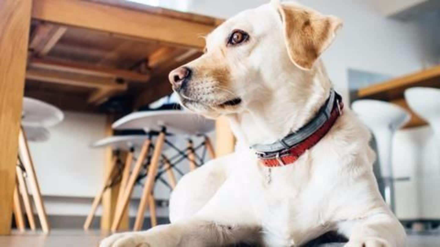 Gurugram: Pet dog kidnapped, killed and eaten Gurugram: Pet dog kidnapped, killed and eaten