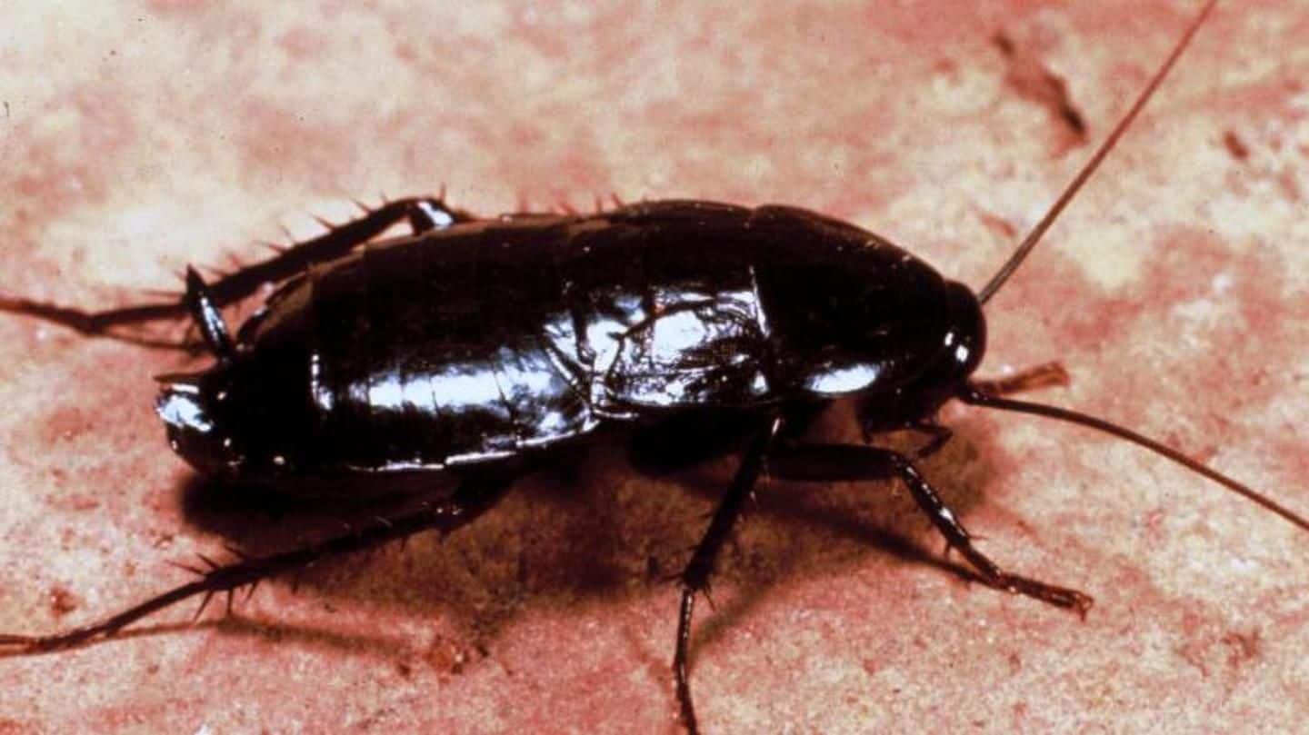 Unbelievable and disgusting: Dying cockroach lays eggs inside man's ears