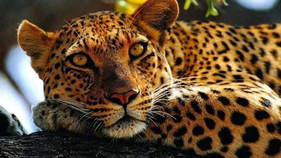 One leopard captured every 10 days: Karnataka Forest Department