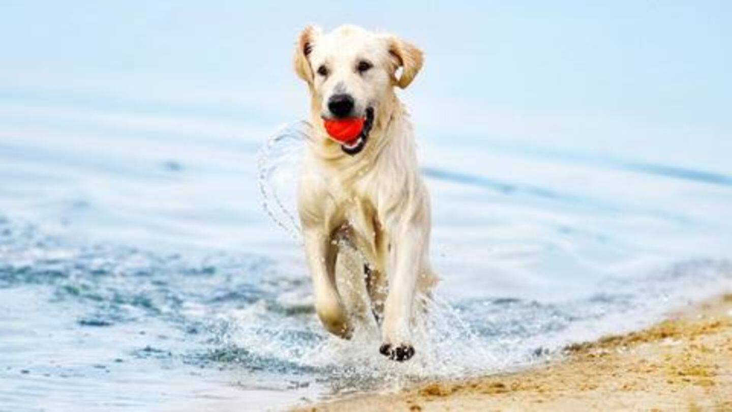 Dog camera: Talk to your mate from anywhere Dog camera: Talk to your mate from anywhere