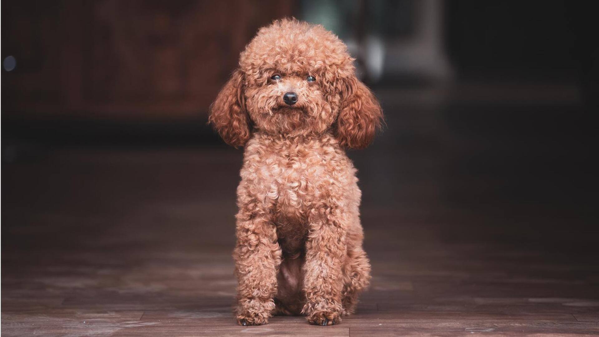 Poodle's ear infection prevention: Follow these tips for its well-being