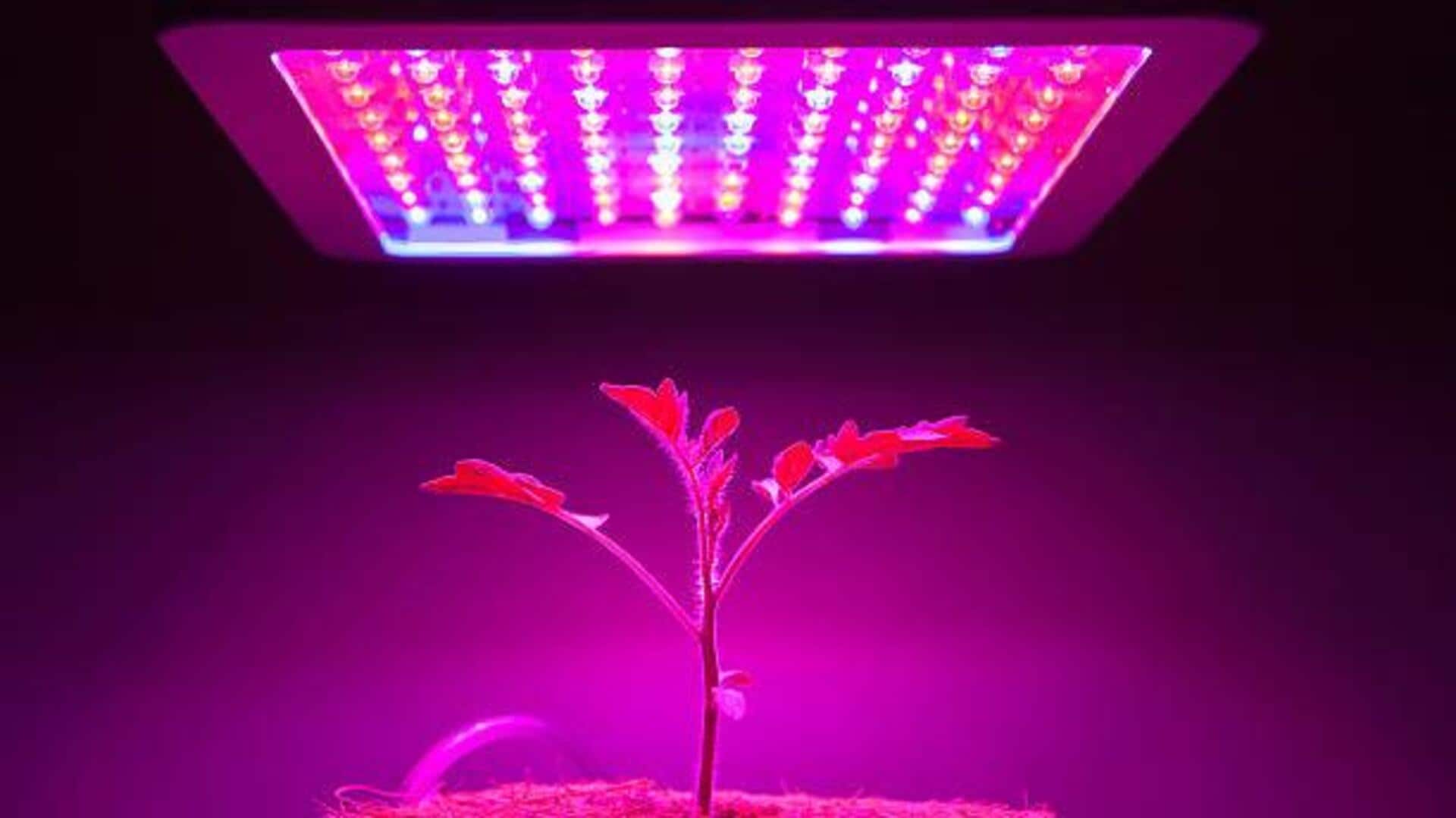 Simple lighting solutions for indoor gardening Simple lighting solutions for indoor gardening