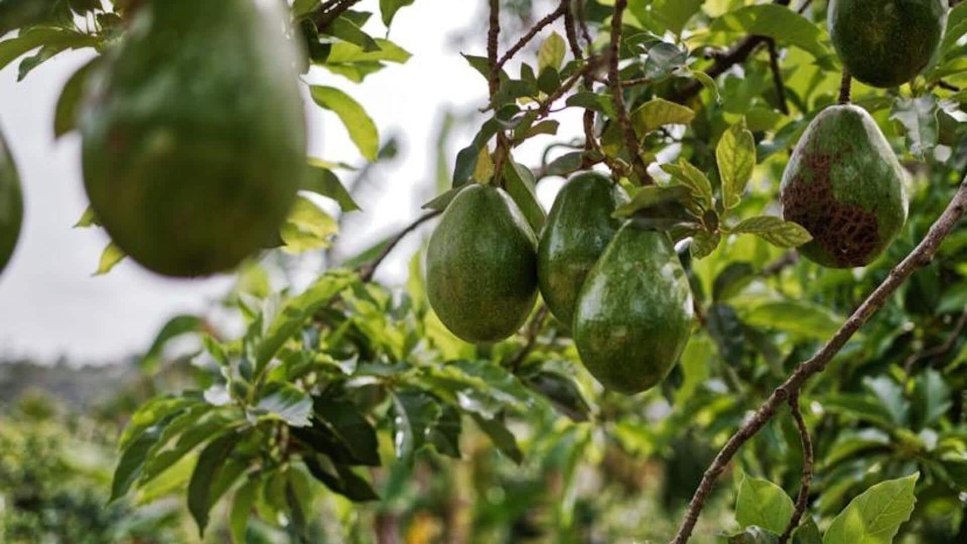 Cultivating avocado trees from seeds indoors