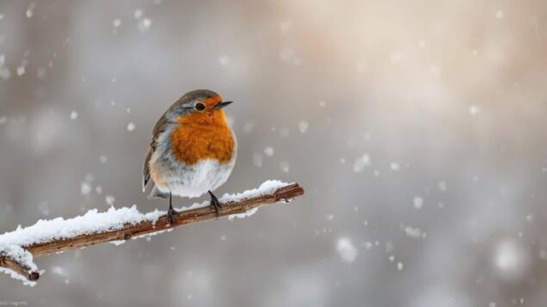 Birdwatching in Portugal: 5 must-visit destinations 