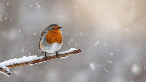 Birdwatching in Portugal: 5 must-visit destinations 