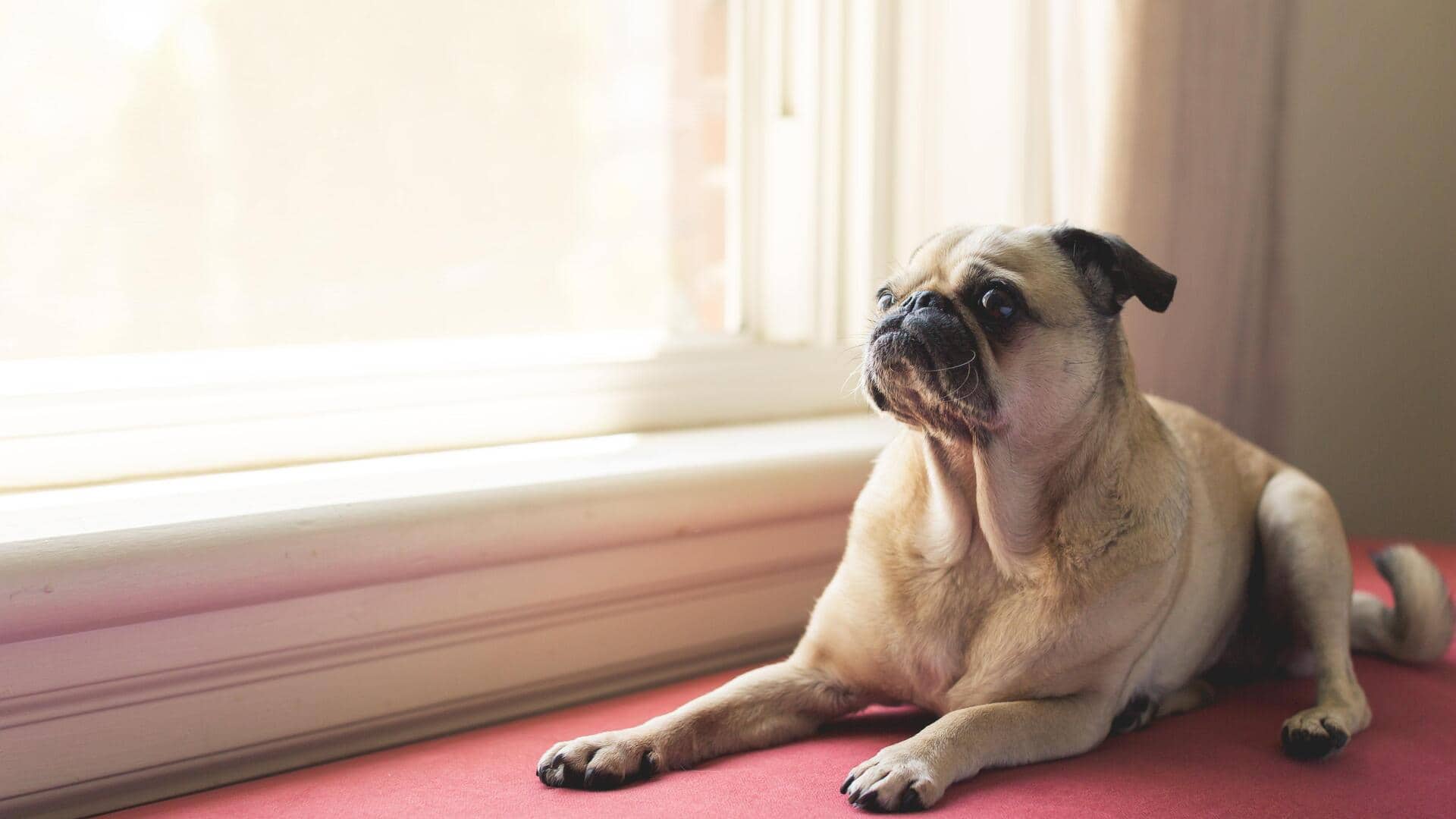 Easy ways to create a sunny spot for your dog