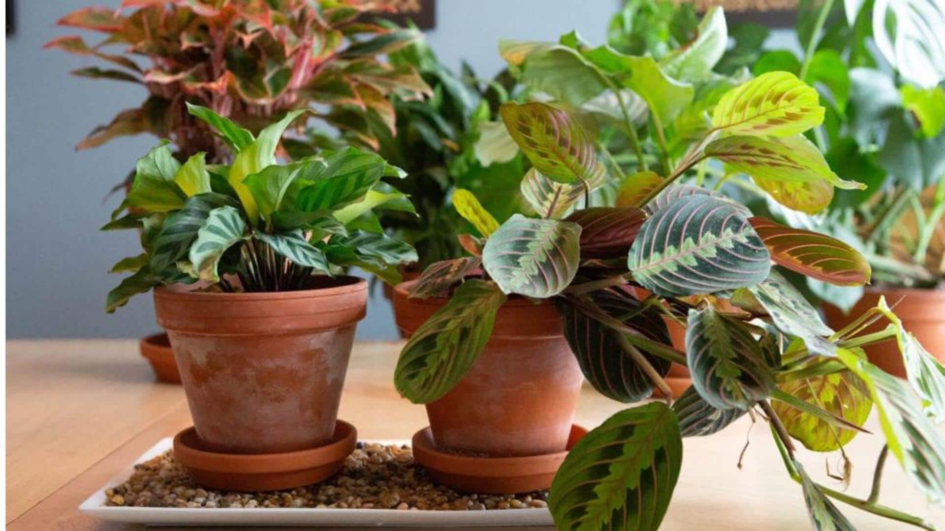 Moisture trays for plants: A simple humidity hack Moisture trays for plants: A simple humidity hack