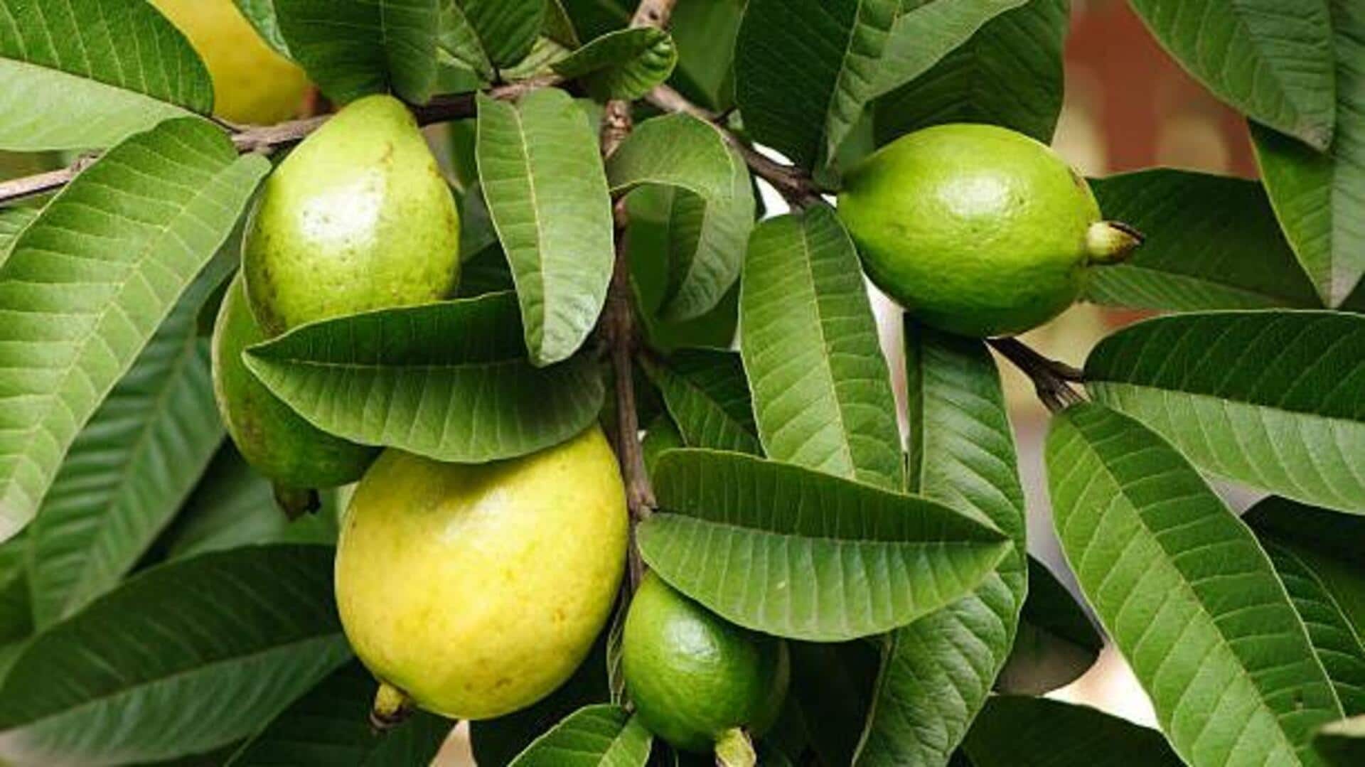Guava leaves: A natural remedy for acne Guava leaves: A natural remedy for acne