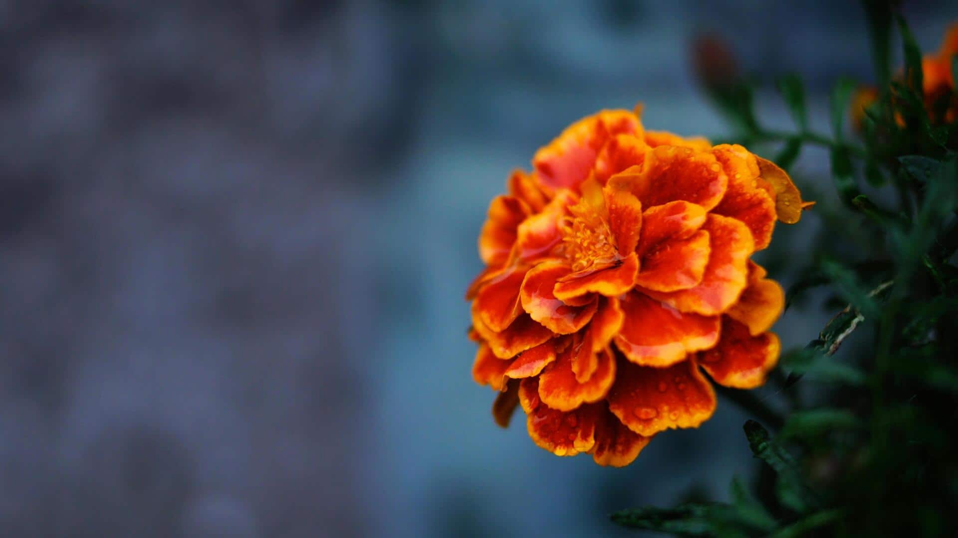 How to use marigold for wellness