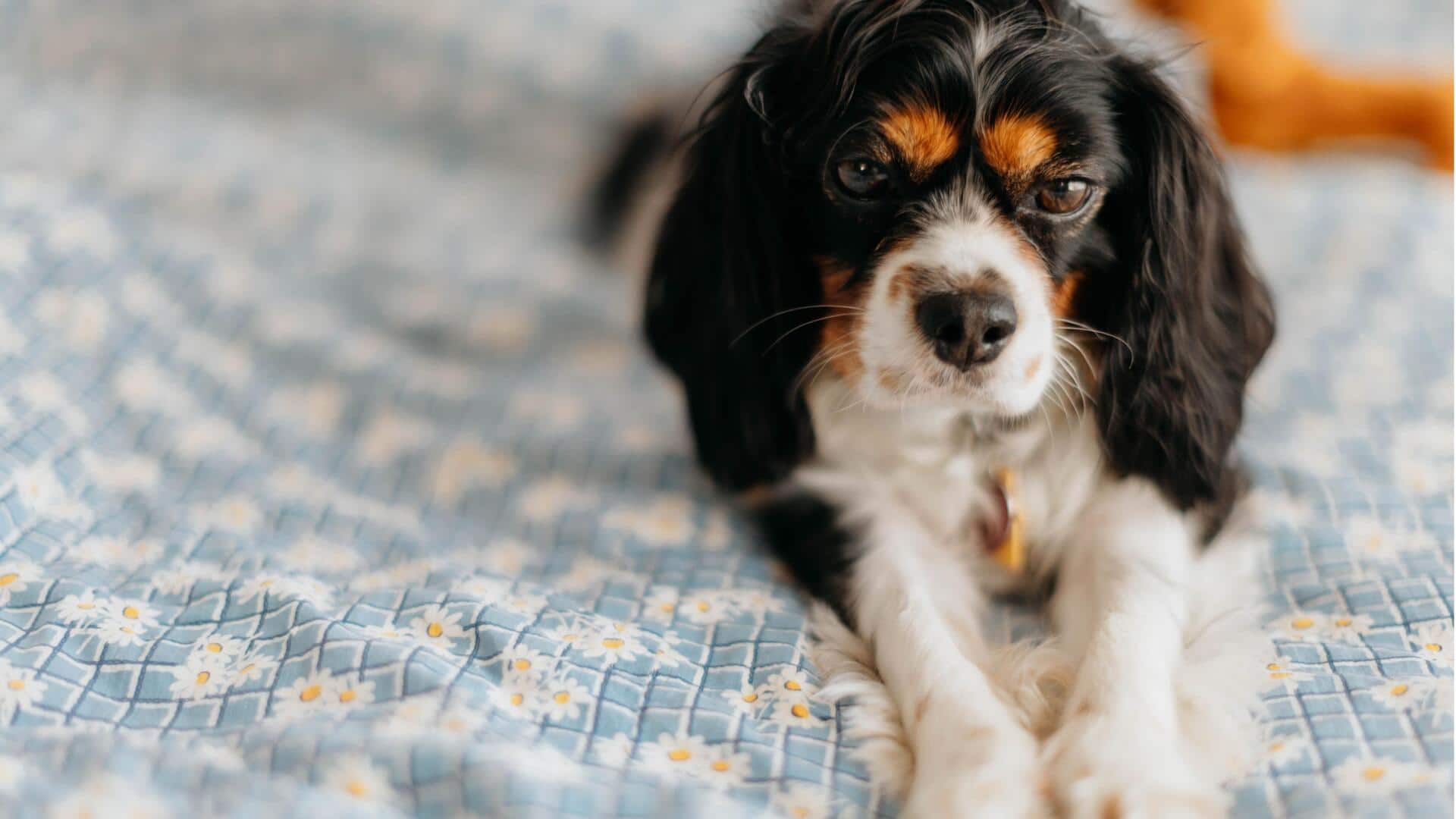 Natural remedies to keep your dog's bedding fresh
