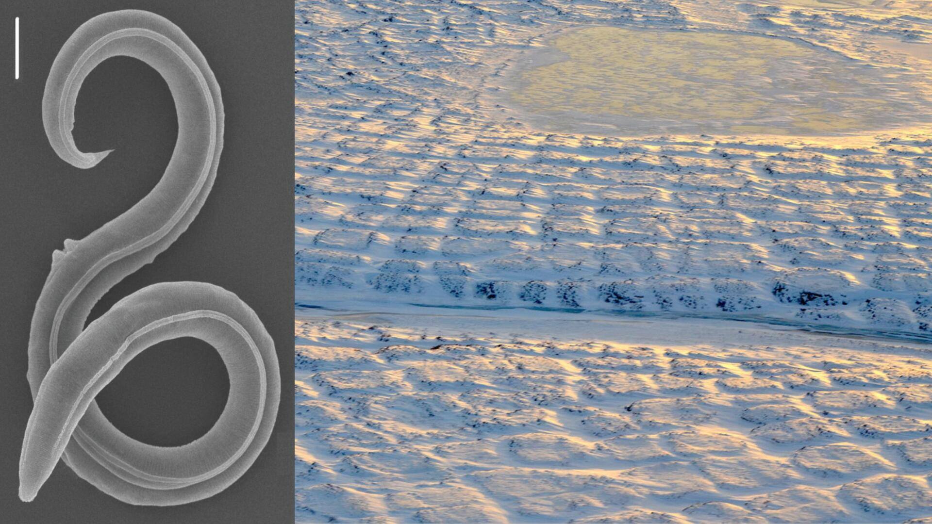 Ancient roundworm revived after 46,000 years of being frozen