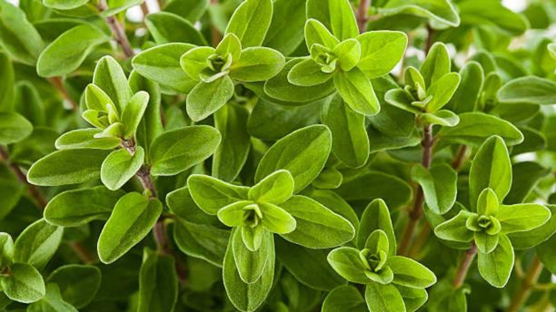 5 unexpected ways to use marjoram in cooking 