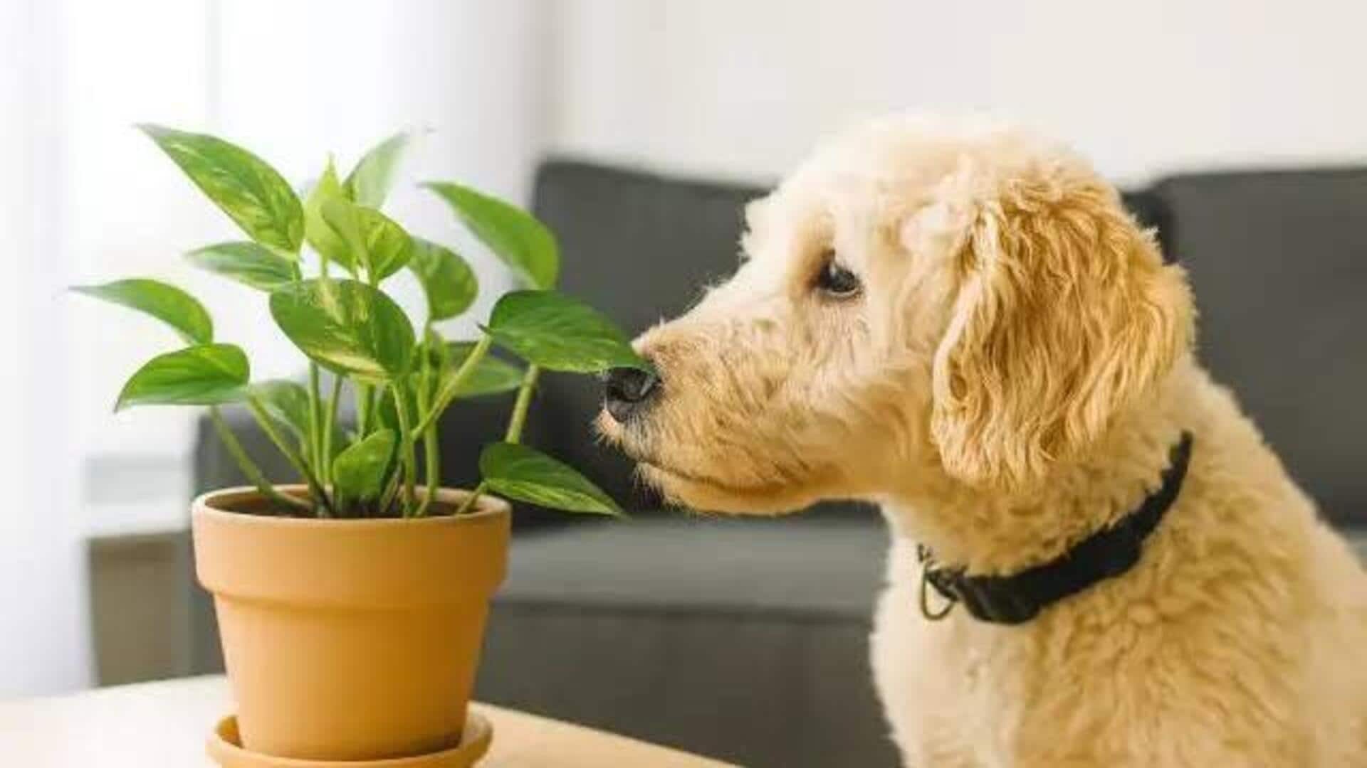 Have pets? Choose these non-toxic indoor plants
