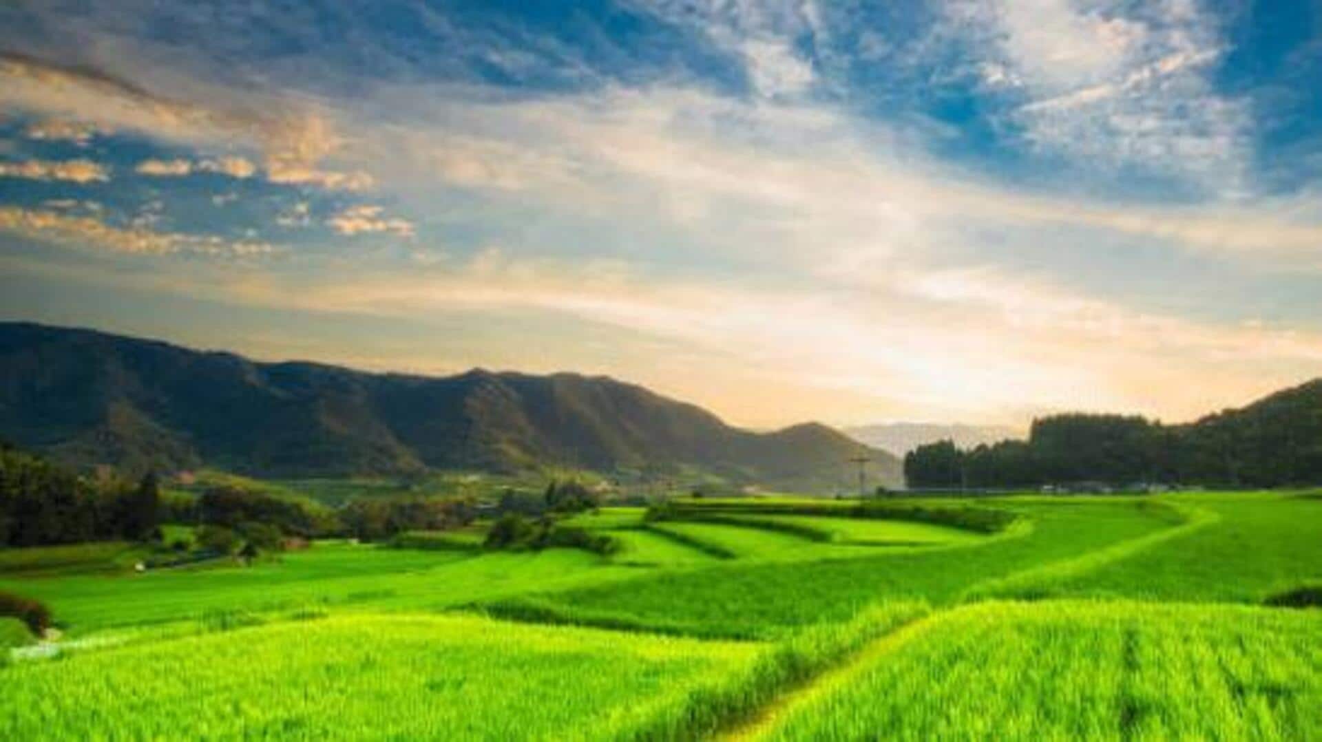 You must explore these rice paddy destinations in Africa 