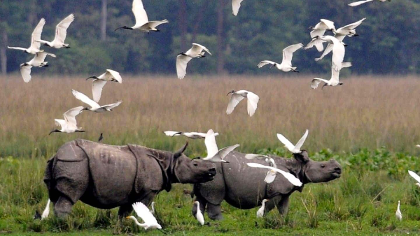 Kaziranga has more rhinos today than it did in 2015